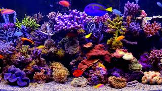 🐠🐟 AQUARIUM  видео обои для ПК [upl. by Nguyen]