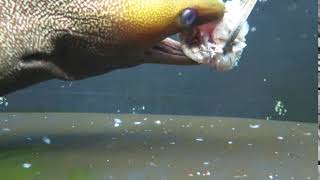 Moray eel pharyngeal jaw eating mackerel unedited clip [upl. by Heidy]