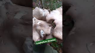 Рядовка скученная Lyophyllum decastes [upl. by Rramal203]