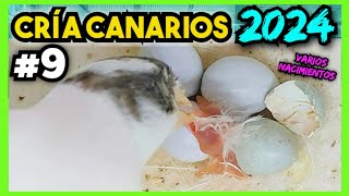 9 CRÍA CANARIOS 2024  💥 INCREÍBLE Nada supera éstos momentos [upl. by Ventura]