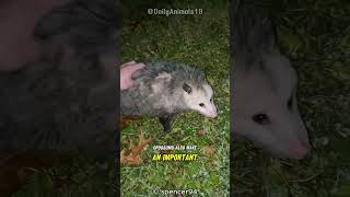 Opossum l Mastering the Art of Playing Dead [upl. by Horbal421]