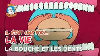 Il était une fois… la Vie 🌱 La bouche et les dents 🦷 [upl. by Yelknirb]