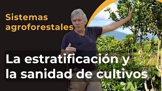 Sistemas agroforestales La importancia de la estratificación de árboles para la sanidad de cultivos [upl. by Einiffit]