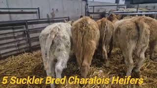 5 Suckler bred Charalois heifers for sale [upl. by Ochs]