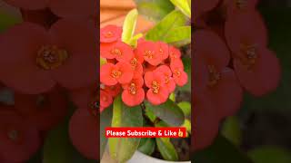 euphorbiamilii euphorbia crownofthorns homegardening gardenplants flower flowers plantslover [upl. by Desireah827]