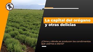 Bichos de Campo TV La capital del orégano y otras delicias [upl. by Tehr]