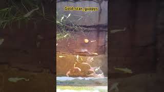 24k gold guppys aquarium guppi entertainment fishtank guppyworld pets [upl. by Trescha]