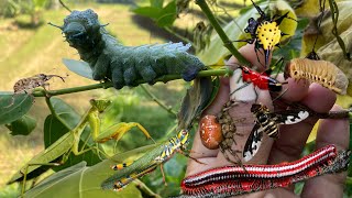 This caterpillar spends its time eating katydids grasshoppers beetleslarva [upl. by Mathew]