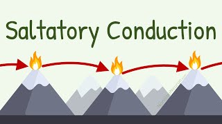 Saltatory Conduction with Analogy of Lighthouse [upl. by Eirised]