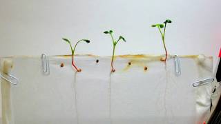 Time Lapse of Radish Seeds  White Background [upl. by Market]