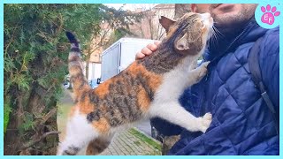 When a stray Cat picks you its for life 🧡 Cat and Human Moments [upl. by Albin]