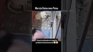 No meu peixe n Márcia 🤣😂😂😂 funnyvideo memes videoviral brasilmemes comedia videoshorts humor [upl. by Goda587]