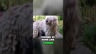 The Mesmerizing Coats of Komondor Puli and Bergamasco [upl. by Nosidam]