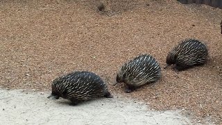 Rare Echidna Trailing at Taronga Zoo [upl. by Nimsay]