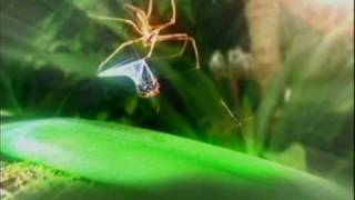 Im a celebrity cutscene spider web catch [upl. by Nowed]