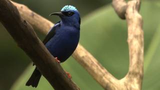 Explore the World of Birds and Biodiversity [upl. by Webber]