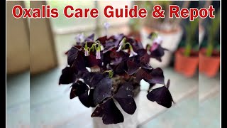 Oxalis Triangularis Care Guide and Repot  Butterfly Plant  Purple Shamrock [upl. by Ronnie]