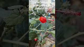 Turkscap Hibiscus 🌺 and Pink Camellias gardening flowers nature gardenthumb plants [upl. by Yaner]