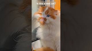 🙀 💥😾 The most mysterious cat cats cat catvideos heterochromia [upl. by Becka921]