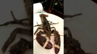 Killing a Lobster alive for Service at a Chinese Resturant lobster [upl. by Ladd]