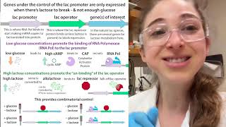 Autoinduction for recombinant protein overexpression [upl. by Womack]