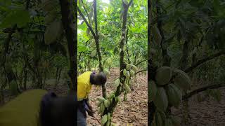 Unbelievable Cocoa Tree Produces COUNTLESS Cocoa Pods at Once shorts [upl. by Keheley641]