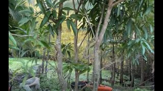 Three Mangos Trees Planted in One Hole [upl. by Bernetta]