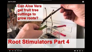 Can aloe vera cause fruit tree cuttings to grow roots [upl. by Anirhtak]