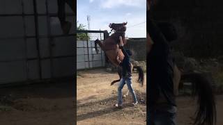 Horse training 😱KUDVA VALA GHODA😱ASHV NO SHOKIN😍 horse [upl. by Marlena]