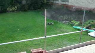 Jack Russell terrier attacks badger long range Dave van dog [upl. by Yesima]