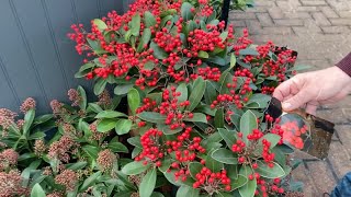 Three Tips to Brighten your Winter Garden  Skimmia Japonica Viburnum amp Mahonia [upl. by Epotimet]