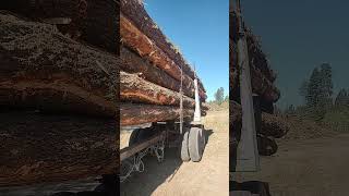 Keep em tight logtrucking forestmanagement [upl. by Ambrogio337]