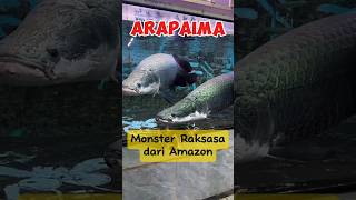 Arapaima Ikan Raksasa Dari Amazon shorts arapaima ikanarapaima edukasi [upl. by Redneval]