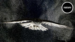 Birds gliding through bubbles reveal aerodynamic trick [upl. by Neenej]