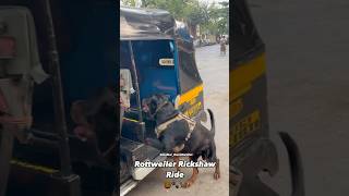 Rottweiler Rickshaw Ride cutedog dog doglover rottweiler shorts shortvideo viralvideo fyp [upl. by Je]