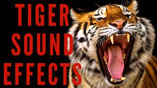 TIGER SOUND EFFECTS  Tiger Roar and Growl [upl. by Kennet]