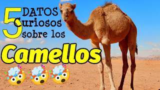 🐫5 Datos Curiosos sobre los Camellos que te Volarán la mente 🐫 [upl. by Nosro33]