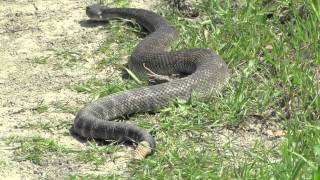 HUGE Rattlesnake while Hiking in California HD [upl. by Krid]