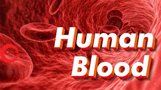 Human Blood rbc wbc plasma platelets  Life processes Class 10 Science Biology [upl. by Slayton918]