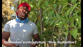 Combretum erythrophyllum “River Bushwillow” [upl. by Acinomad]