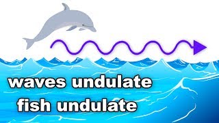 Learn English Words  UNDULATE  Meaning Vocabulary Lesson with Pictures and Examples [upl. by Trainor]