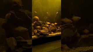 MexicoCentral American Platy fish aquarium mexico centralamerica platy [upl. by Eintruoc]