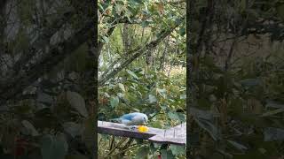 Azulejo con buen apetito birdwatching nature avesdesudamerica birdslover asmr wildlife bird [upl. by Jereme531]