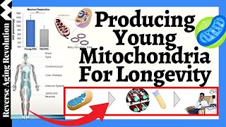 Producing Young Mitochondria Accessible For Everyone  Mitochondrial Transplantation For Longevity [upl. by Plato]