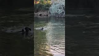 Tater takes on the Arkansas as he bravely swims across the Roaring Colorado River cutedog dogsswim [upl. by Airan]