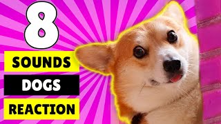 8 Sounds Dogs Like to React to the Most [upl. by Devonna829]