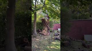 Ms500i vs Dead Laburnum arborist chainsaw treeworker treework stihl [upl. by Artemis]