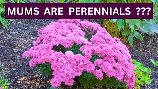 How to Overwinter Mums  Winterize Save Chrysanthemums [upl. by Ellenwahs]