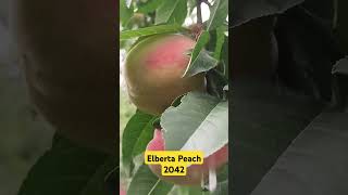 Elberta Peach ready to harvest 2024 [upl. by Kristian]