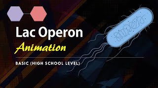 Lac Operon Basic Animation  Gene regulation in Prokaryotes [upl. by Ambur]